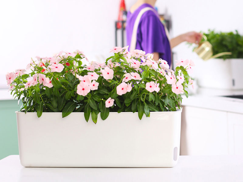 Why Do People Grow Flowers in Garden Plastic Flower Containers? - 翻译中...